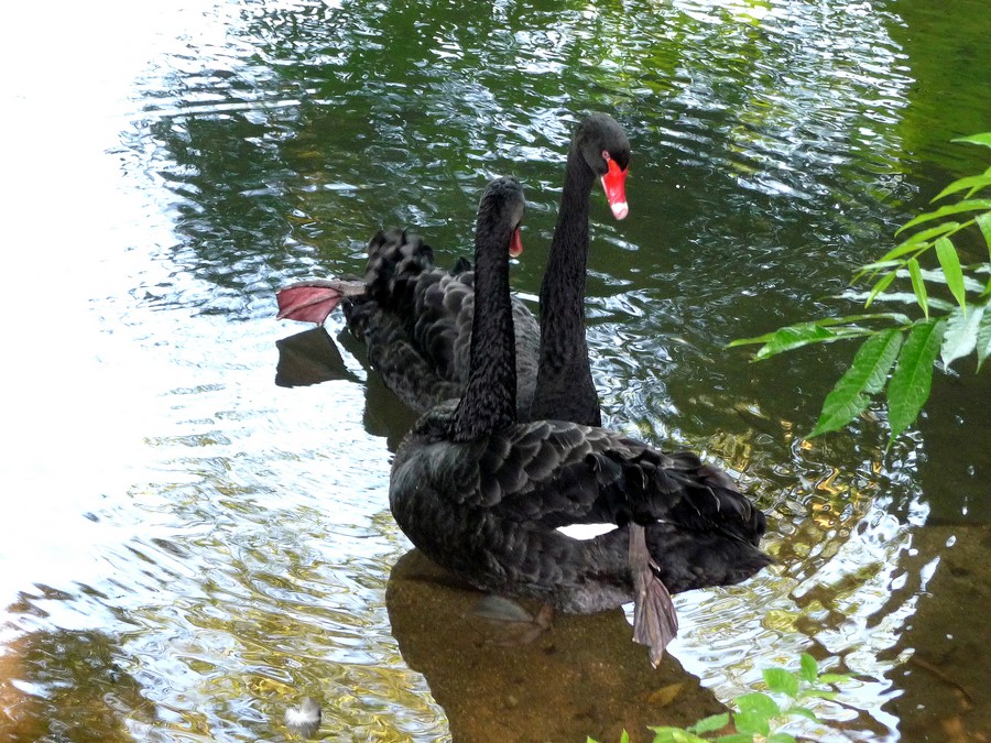 Le Zanimaux du Zoo d'Amiens 