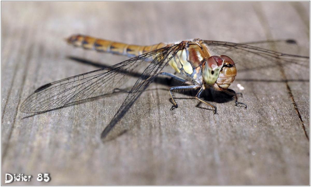 Sympétrum Strié (3) - Sympetrum striolatum - Femelle