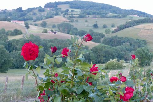 Symphonie en roses !