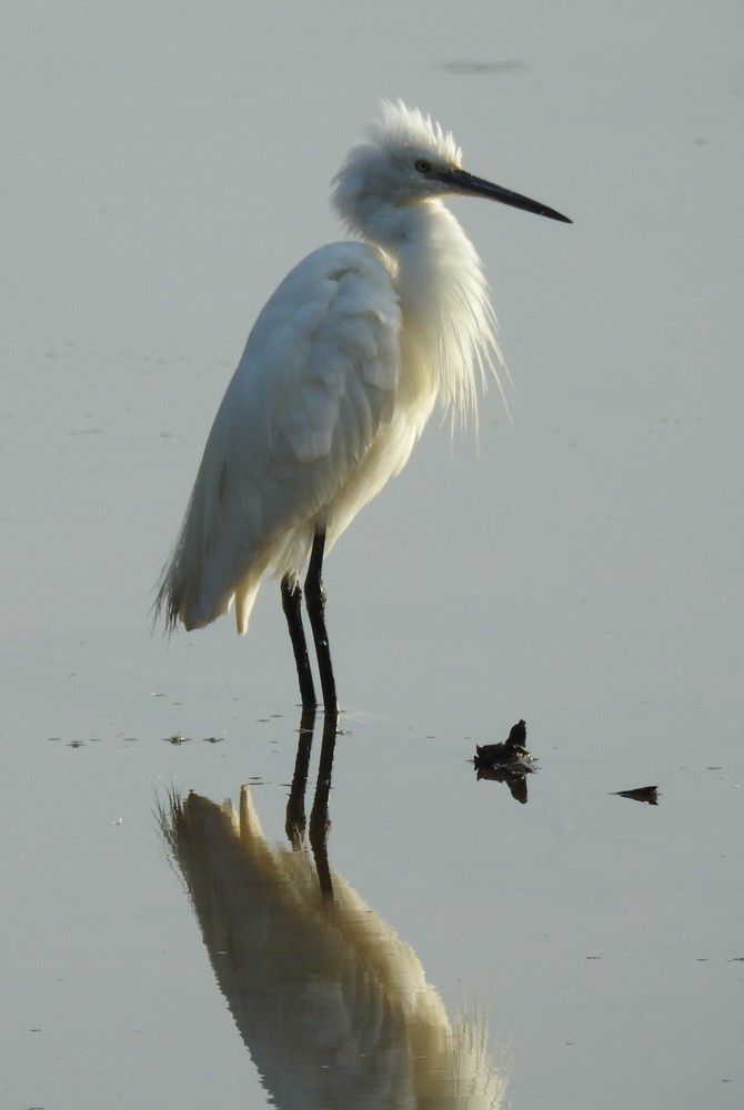 Elégante aigrette, même ébouriffée...