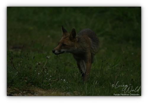 Renard roux
