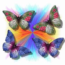 Papillon ....