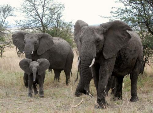 Patrimoine mondial de l'Unesco : La zone de conservation de Ngorongoro - Tanzanie -
