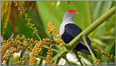 11/12/2021 : une belle journée commence avec le soleil. Départ en balade en passant par la route qui traverse la Vallée de Mai - Praslin - Seychelles 