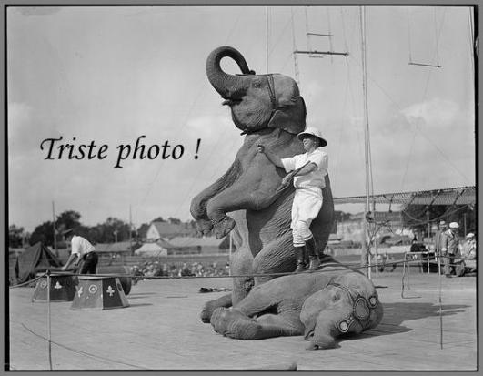 NOS CiRQUES