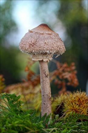 Les Légumes.