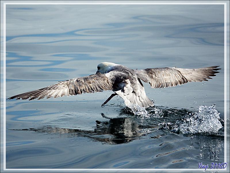 Le repos et l'envol du Fulmar boréal - Baie de Disko - Groenland