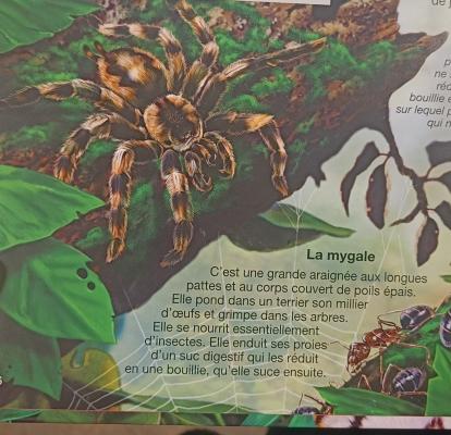 les araignées
