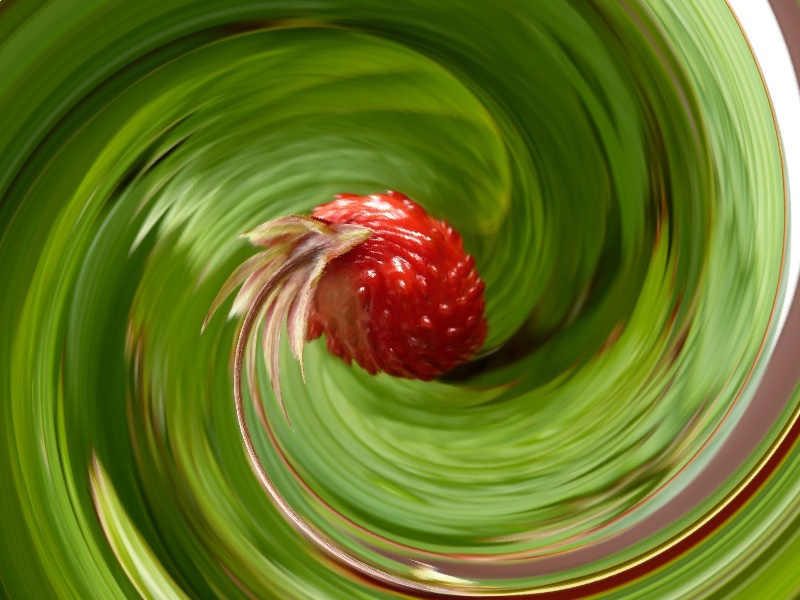 fraises des bois mi-mai