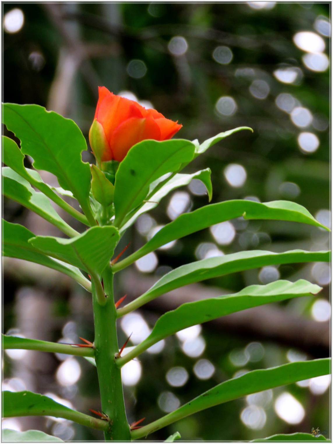 FLEURS  VENUS  D'AILLEURS 