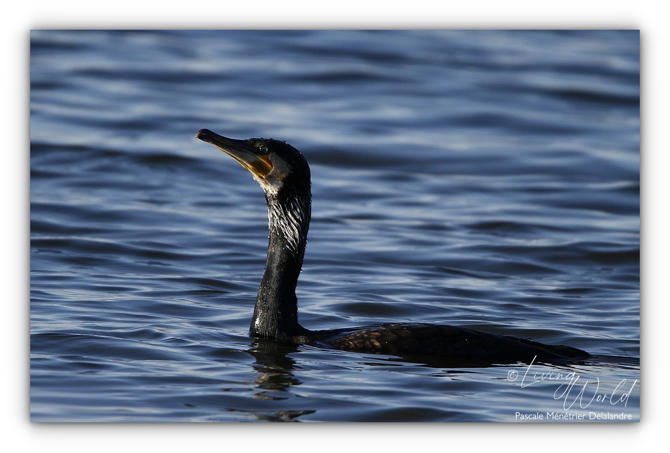 Modifier la rubrique - Grands cormorans
