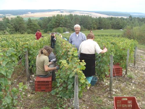 Les vendanges chez Sylvain Bouhélier..