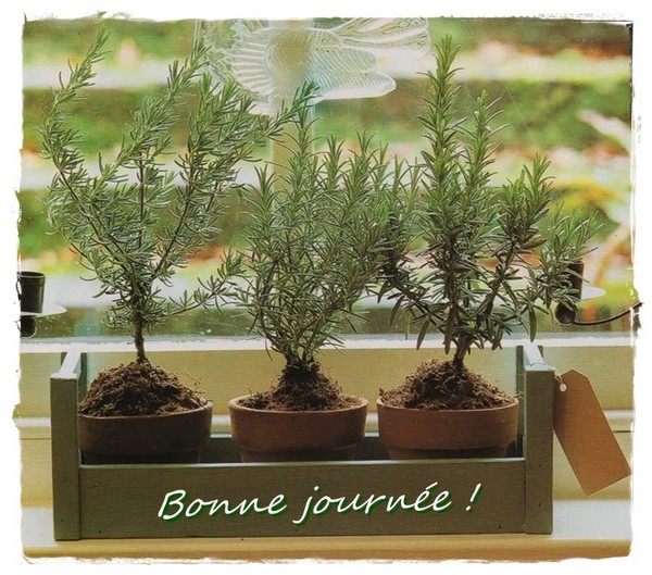 "Attaque sur le romarin" ...