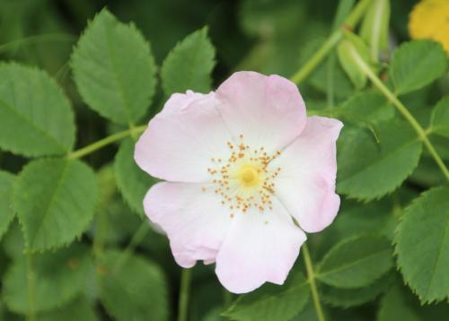 en balade au bord de l'Essonne