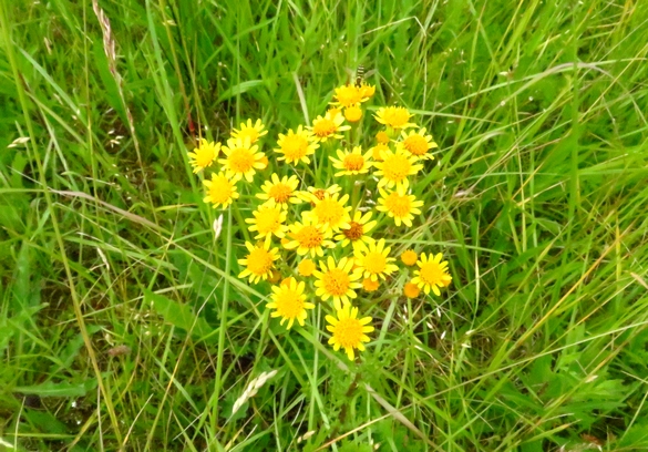 Les orchidées sauvages du Châtillonnais ont fleuri en grand nombre pendant ce printemps 2024
