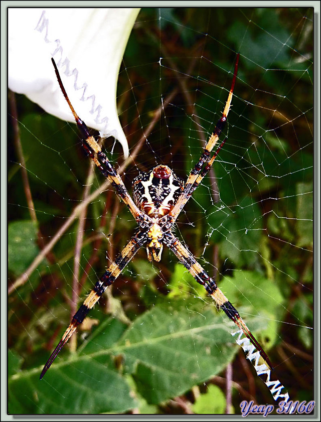 Blog de images-du-pays-des-ours : Images du Pays des Ours (et d'ailleurs ...), Araignée du matin et son stabilimentum - Lac Phewa - Pokhara - Népal