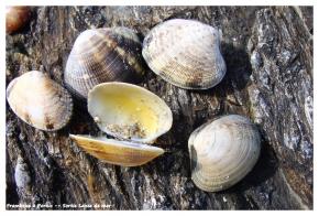 La laisse de mer 