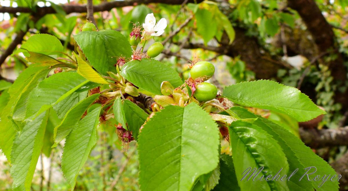 Cerisier et ses habitués.