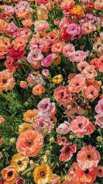 Fonds fleurs