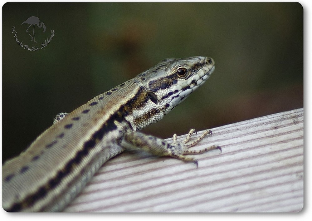 Lézard des murailles au soleil...