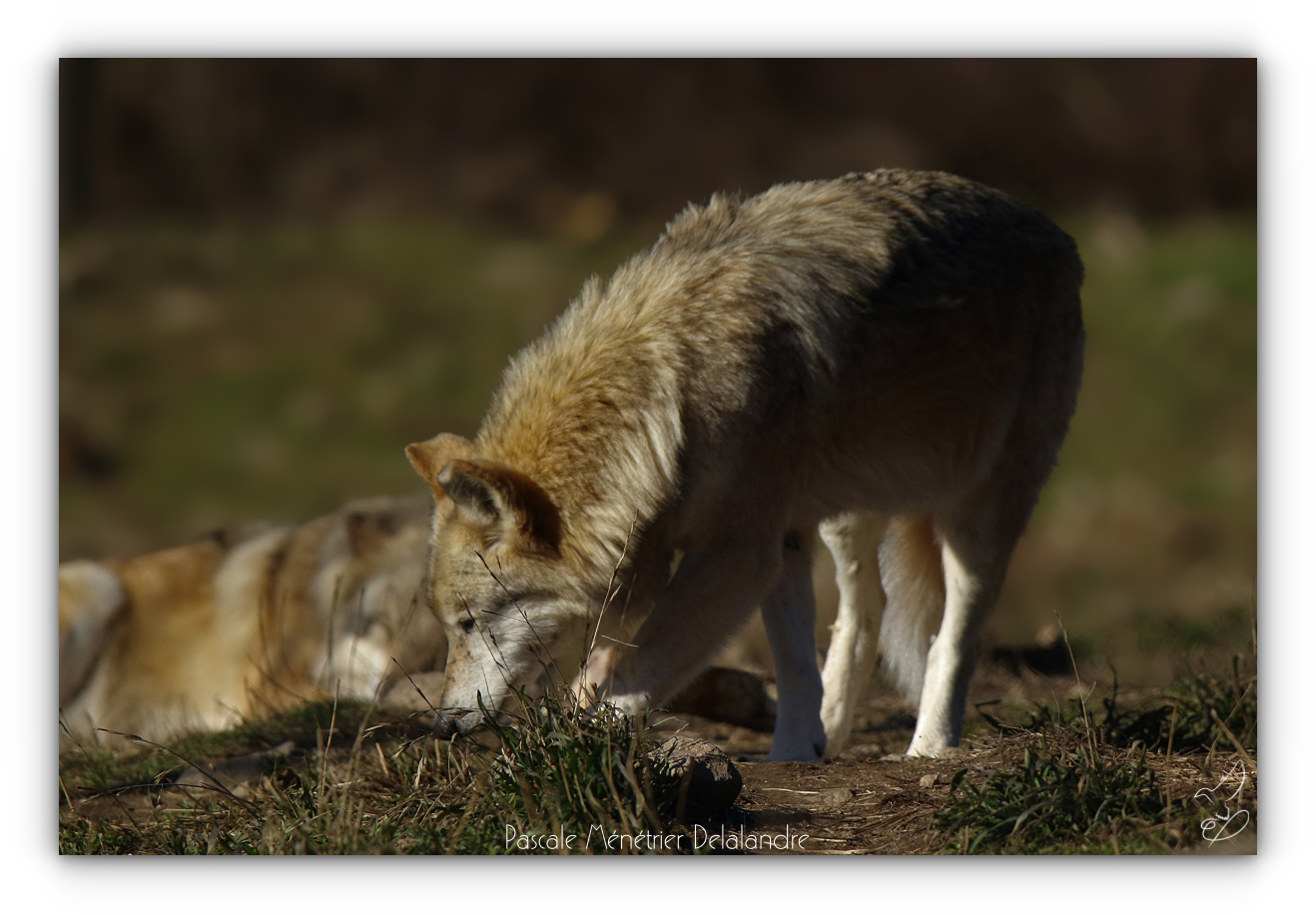 Loup de Sibérie
