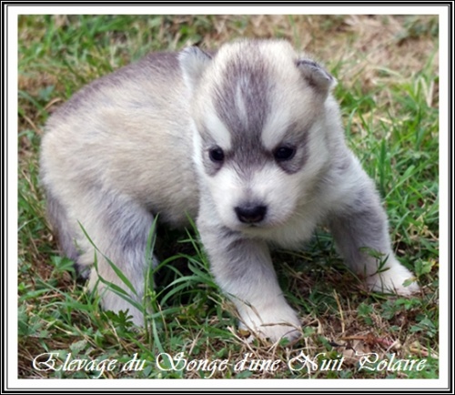 Chiot Husky Femelle 3 (19j)