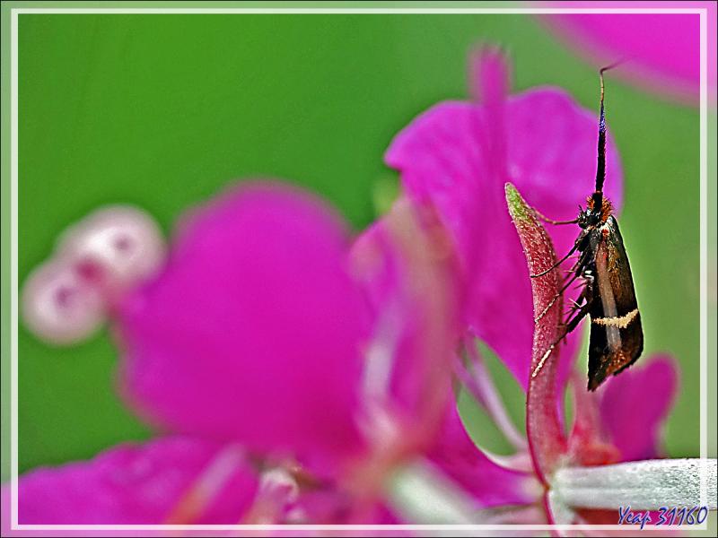 Micro-papillon Adèle femelle (Adela australis) environ 7 mm de long (les sépales des fleurs d'épilobes font 11 mm) - Lartigau - Milhas - 31