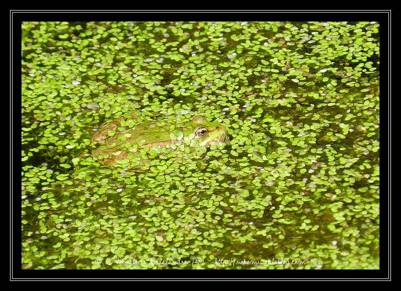 Grenouille Pelophylax sp.