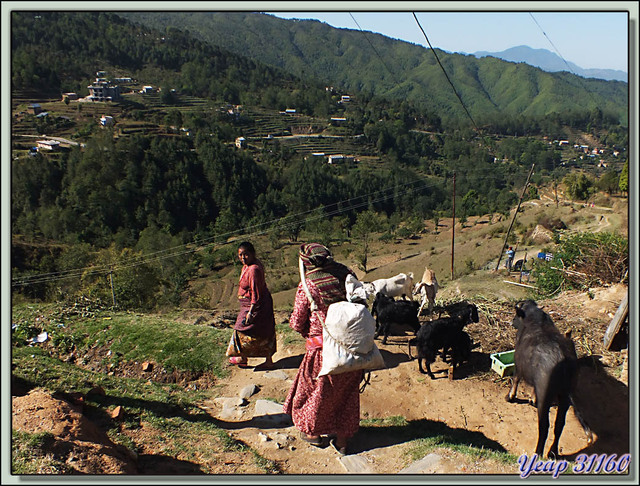 Blog de images-du-pays-des-ours : Images du Pays des Ours (et d'ailleurs ...), Traversée des collines entre Nagarkot et Katmandou - Népal