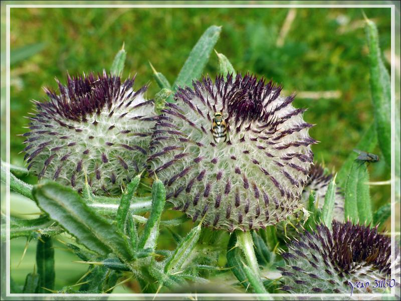 Cirse ou Chardon laineux (cirsium eriophorum) - Artiga de Lin - Es Bordes - Val d'Aran - Espagne