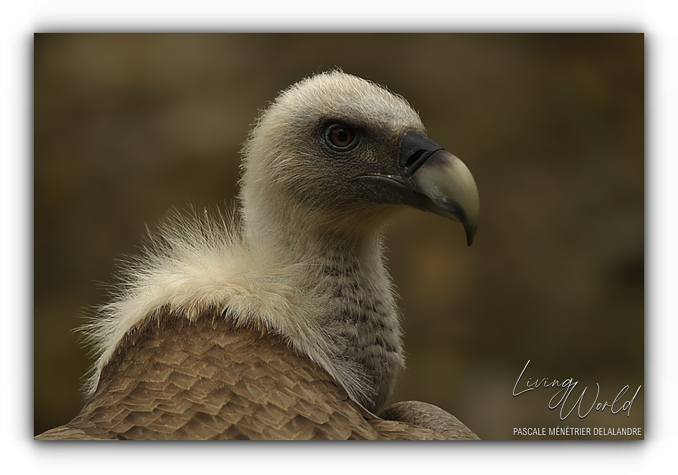 Vautour fauve - Gyps fulvus