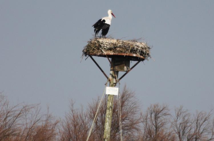 LES CIGOGNES DU MARAIS - HIERS-BROUAGE   CHARENTE-MARITIME