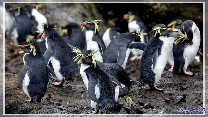 Les Gorfous de Moseley de Pequena Point - Nightingale Island - Tristan da Cunha