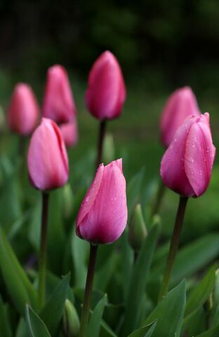 Tulipes Promesse de Fleurs (1/3)