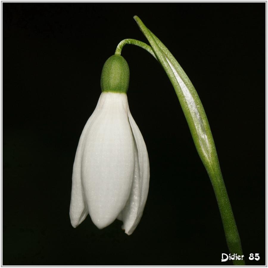 Perce-Neige (1) - Galanthus nivalis