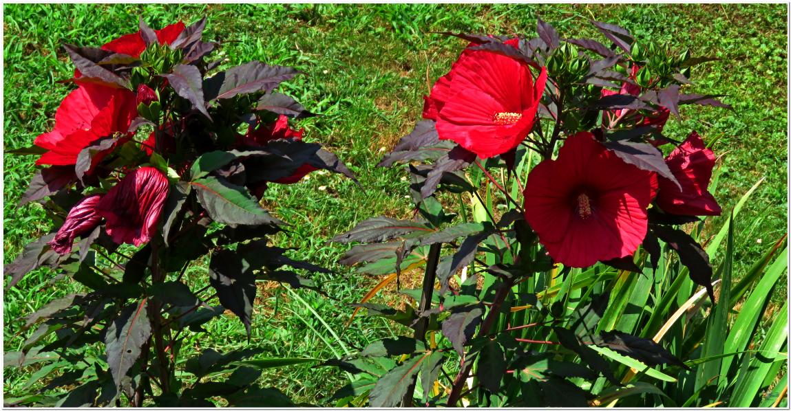 ENCORE ...Hibiscus géant rouge