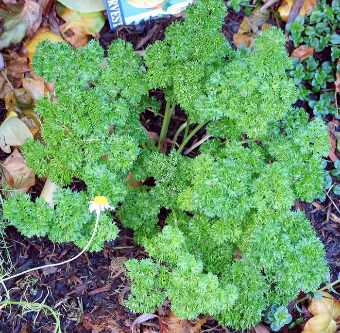 Plantes aromatiques 2ème partie