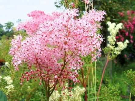 Filipendule rouge Filipendula rubra en pleine floraison.jpg