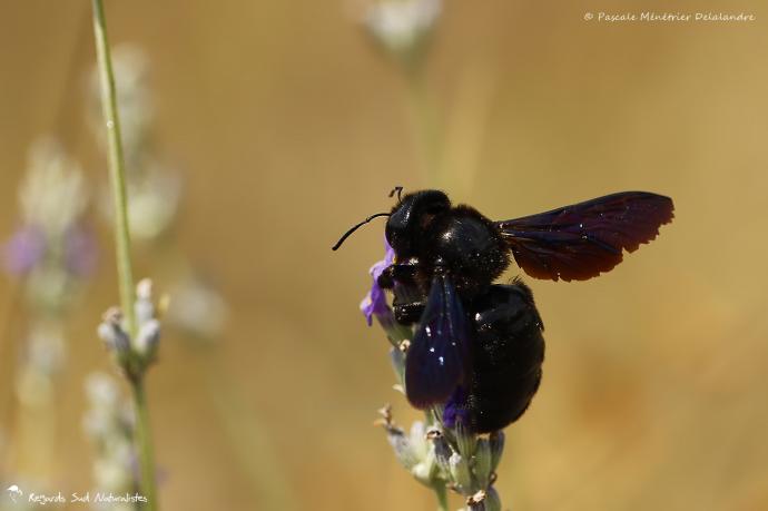 Abeille charpentière - Xylocopa violacea