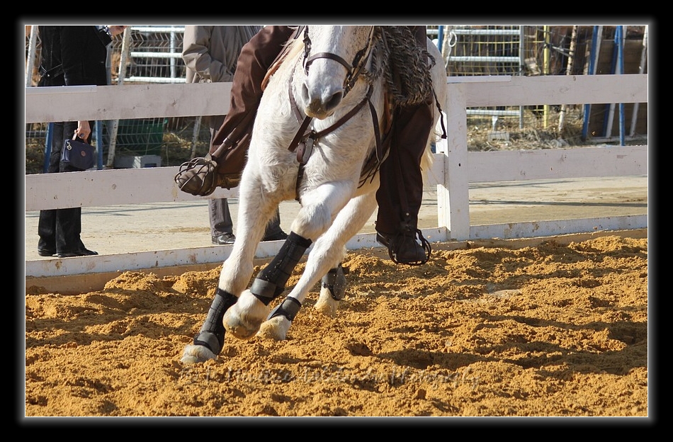 Equisud 2011 - En Camargue...