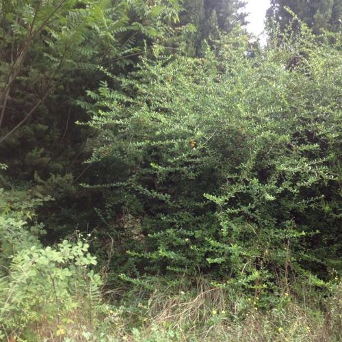 Enorme maison vandalisée, squatée encore intriguante