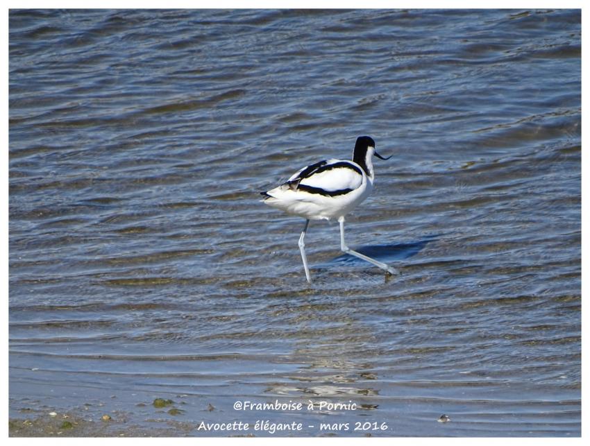 Avocette élégante - Mars 2016