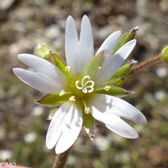 Cerastium pumilum      céraiste nain