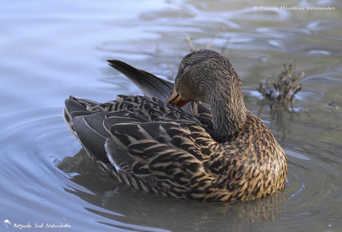 Canard colvert ♀