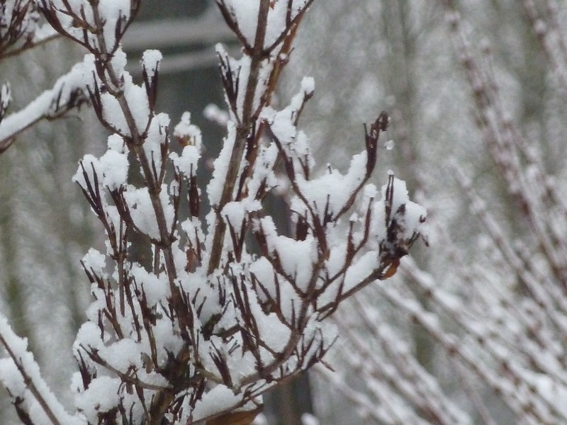 Le flocon de neige ...
