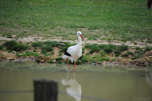 (1) La cigogne blanche.