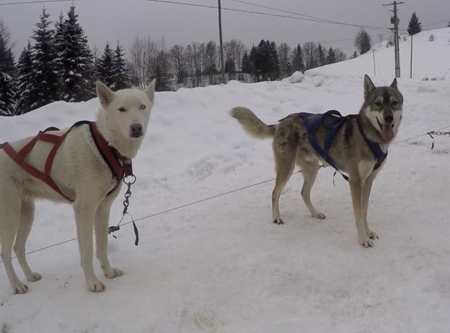 Ebi Blau Fontein Julius Dolina Volka husky