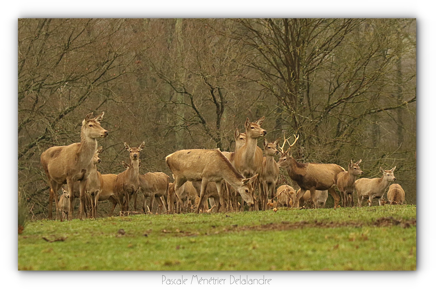 Une magnifique rencontre... une harde l'Élaphes