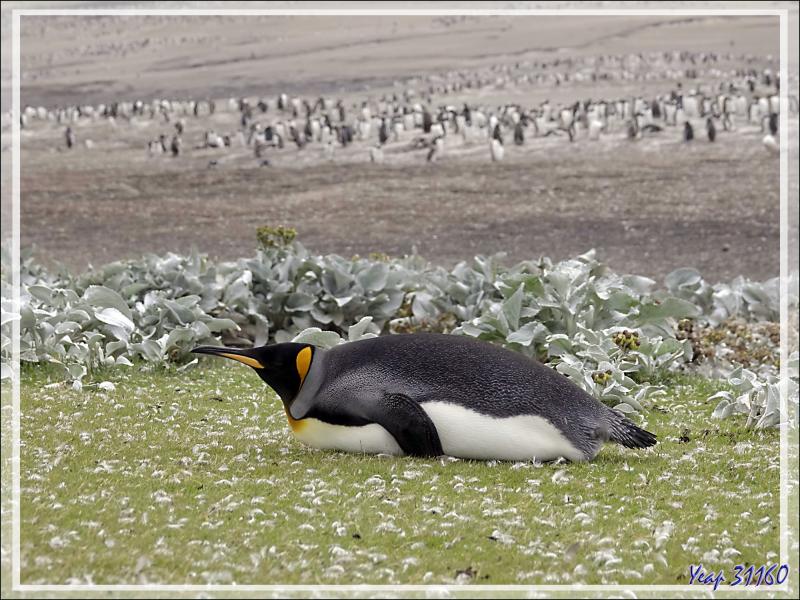 Un dernier regard sur des Manchots royaux isolés, King penguin (Aptenodytes patagonicus) - The Neck (Le Détroit) - Saunders Island - Falkland (Malvinas, Malouines) - Grande-Bretagne