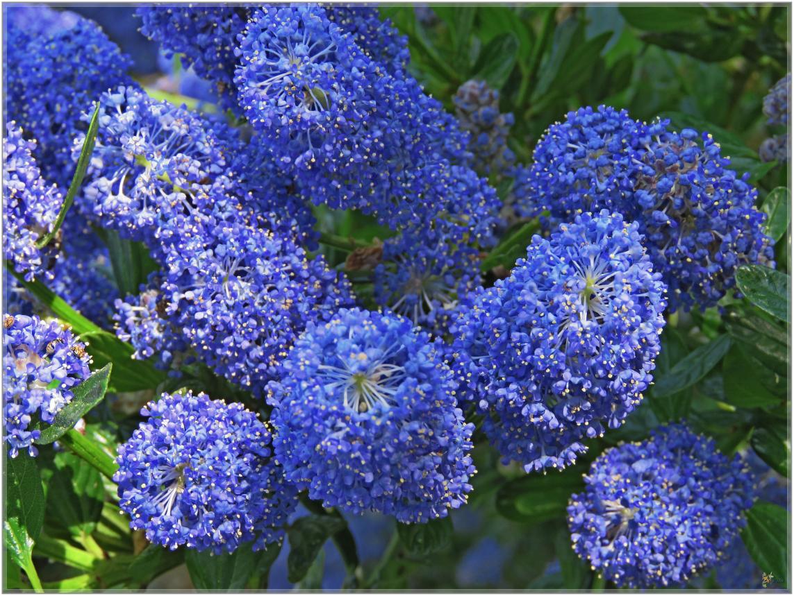 AVANT  LA  NEIGE  QUELQUES  FLEURS 